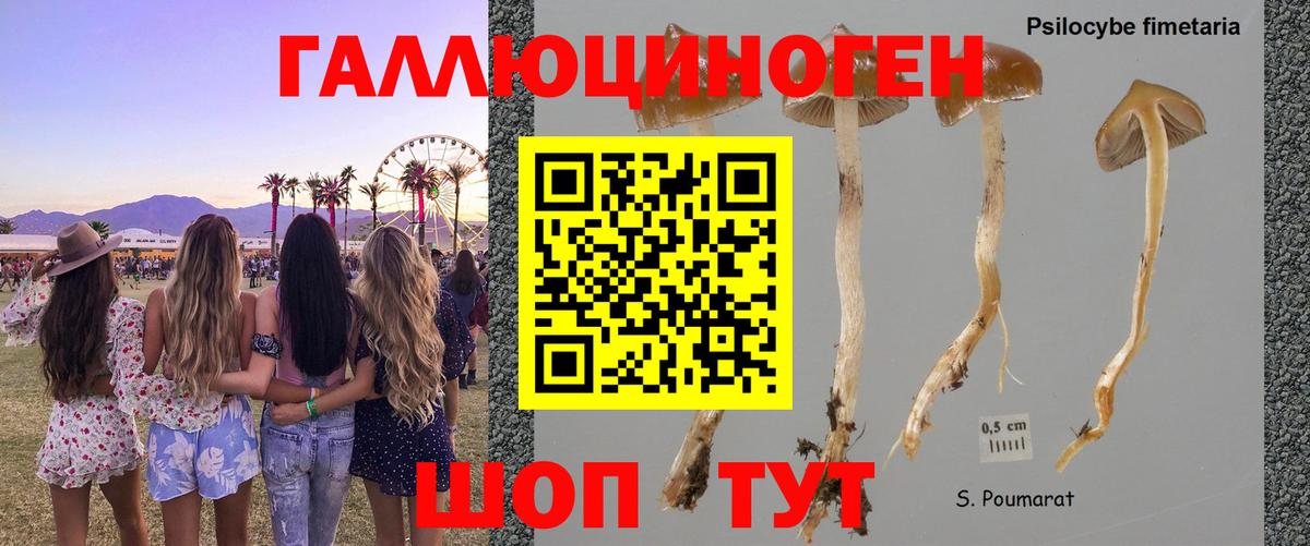 Галлюциногенные грибы ЛСД Новошахтинск